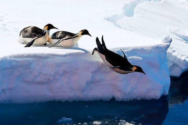 Neue Pinguin-Kolonien in der Antarktis aus dem Weltall entdeckt