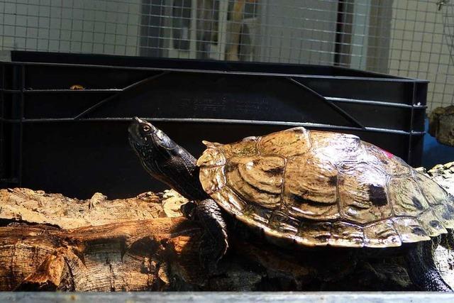 In Lahr-Sulz sind innerhalb weniger Wochen acht Schildkrten gefunden worden