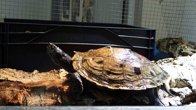 Woher diese Schildkrte stammt, ist unklar.  | Foto: Tierheim Lahr