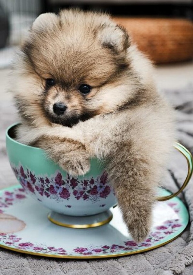 Mit einem Hund haben manche Teacups kaum noch etwas gemein.  | Foto: elvisliivamagi  (stock.adobe.com)