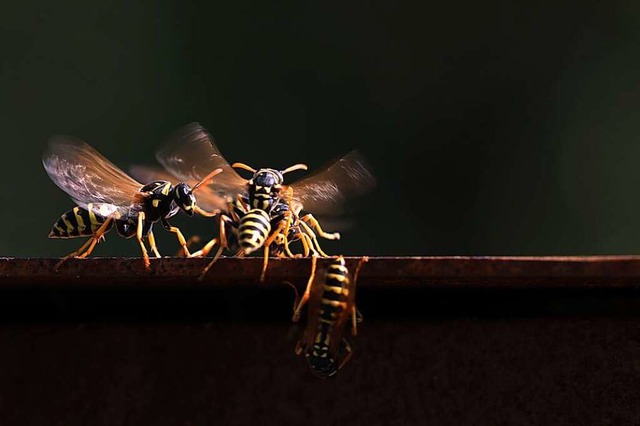 Insekten auf dem Weg zum Rollladenkasten  | Foto: Andrea Geiss / stock.adobe.com