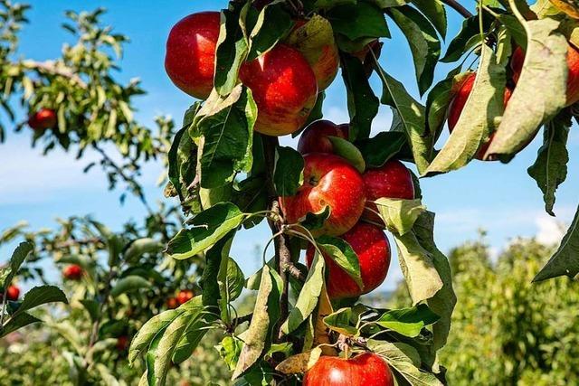 Denzlinger Landwirte kritisieren Idee, Flchen anhand kologischer Kriterien zu verpachten