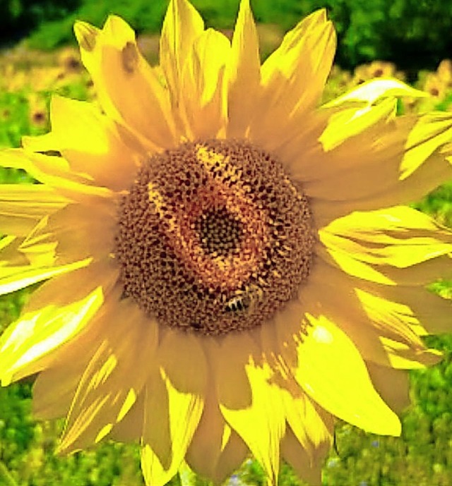 Die Sonnenblume wurde zum Symbol frs Juli-Wetter.  | Foto: Patrick Ohnemus