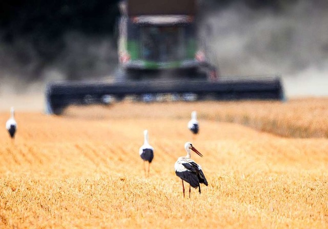 Nicht nur die Bauern sind mit der Ernte zufrieden.  | Foto: Jens Bttner (dpa)
