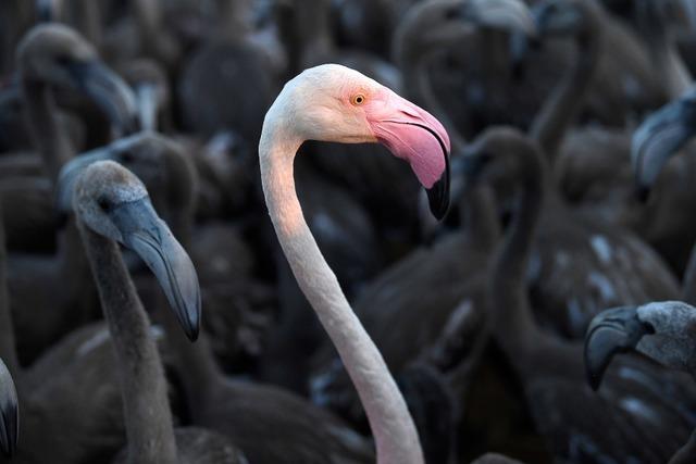 Baby-Boom bei Sdfrankreichs Flamingos