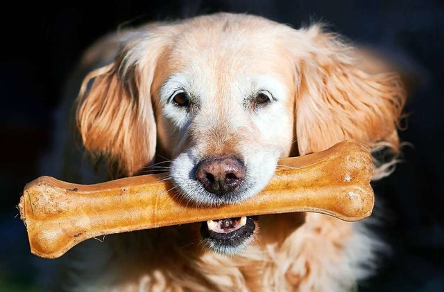 Entwarnung fr Hundebesitzer: In Winte...utter enthielt kein Gift (Symbolfoto).  | Foto: Bernd Thissen (dpa)