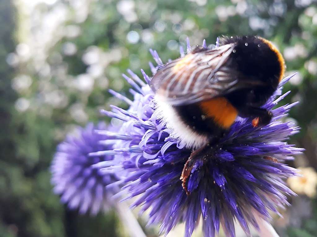 Susanne Goth: Bei dem Insekt handelt es sich um eine Erdhummel mit dem schnen lateinischen Namen "Bombus terrestris", die auf einer Kugeldistel sitzt. Das Foto habe ich bei einem meiner morgendlichen Gnge durch den Garten aufgenommen.