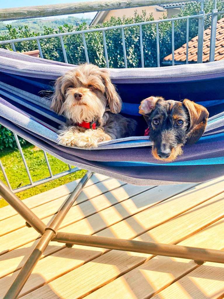 Caro Lefferts: Auf dem Foto die 5-jhrige Lola und der 7 Monat alte Enzo bei uns im Garten in der Hngematte. Die Hunde lieben es, wenn ihr „Rudel“ daheim ist - da ist fr die beiden jeder Tag Urlaub. Entstanden ist der Schnappschuss im Juni dieses Jahres.