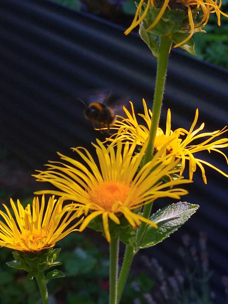 Giuseppe Mastrogiuseppe: Das Foto mit der Biene entstand in meinem Natur Garten in Binzen