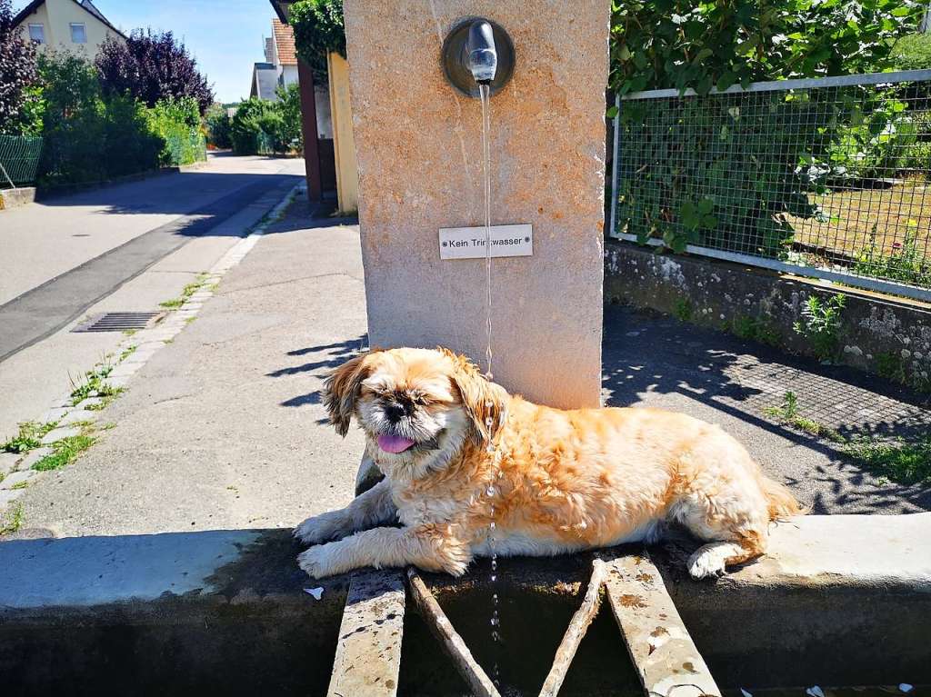 Giuseppe Mastrogiuseppe: Mein Hund Lilly nimmt eine kleine Abkhlung auf dem Weg von Eimeldingen nach Binzen.