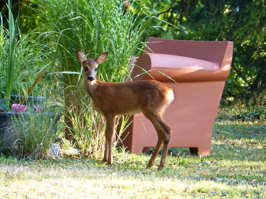 Antje Sutterer: Rehe kommen zum Fressen und Trinken oft zu uns in den Garten, da wir am Rand des Ortes wohnen.