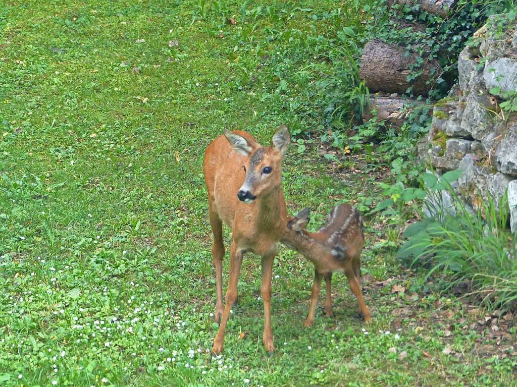 Antje Sutterer: Das Rehkitz wurde am 9. Juni bei uns im Garten geboren.