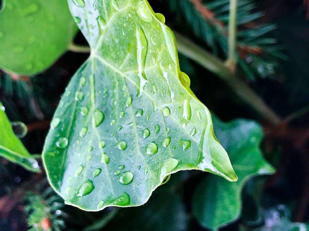 Clemens Zimmermann: Das Bild ist nach einem sommerlichen Regenschauer vor meiner Haustr entstanden. Das Blatt mit den Wassertropfen fiel mir sofort ins Auge.