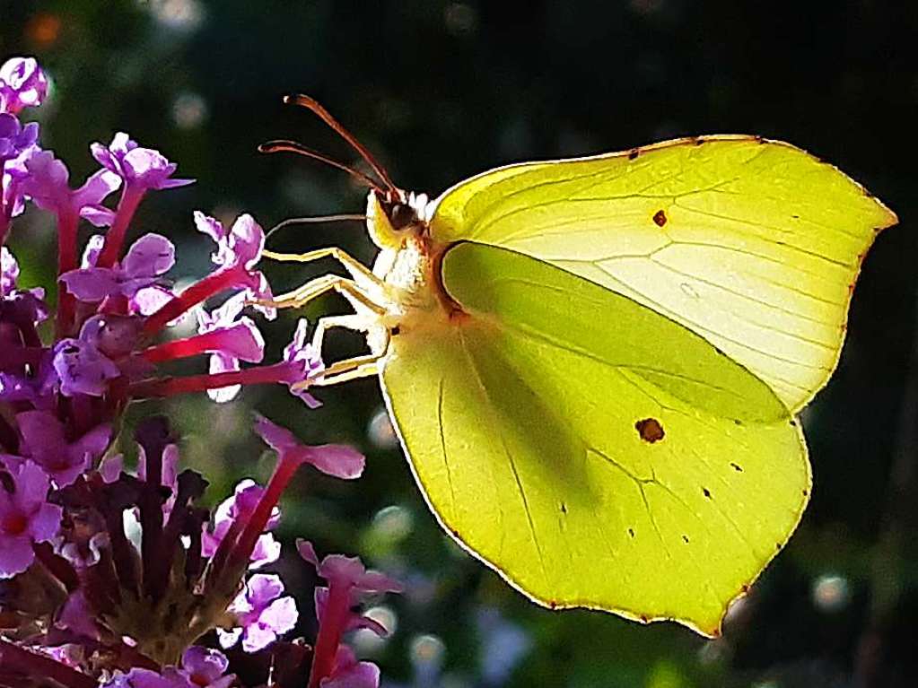 Heike Snger: ein Zitronenfalter auf der Blte eines Sommerflieders in unserem Garten. Besonders schn finde ich, wie die Sonne durch die Flgel schimmert, ein kleines flchtiges Glck eben.