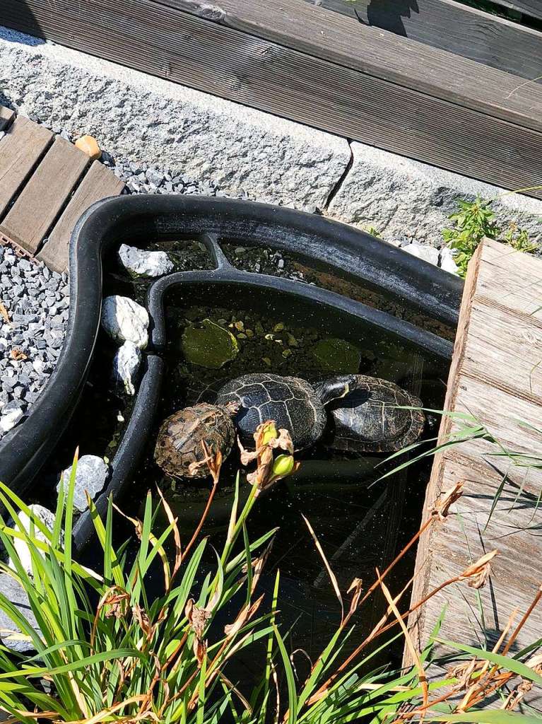 Margrit Malachowski: Schildkrten-Foto, welches von meiner Schwester Margrit Malachowski in Haltingen letzte Woche aufgenommen wurde. Das Schildkrtenbecken befindet sich neben dem Pool im Garten.