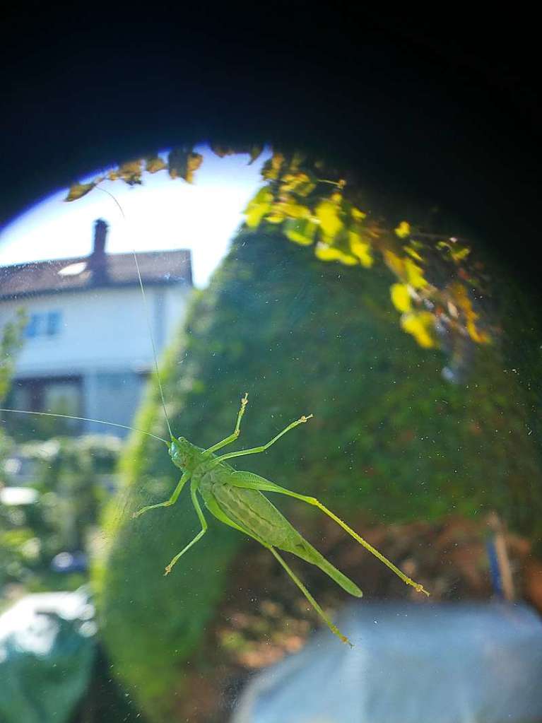 Walter Baler: Besuch morgens beim Frhstck