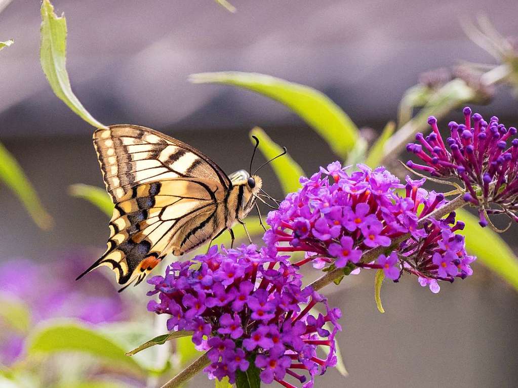 Ute Zrrer: Ein Schwalbenschwanz in unserem Sommerflieder im Garten, aufgenommen am 10. Juli 2020