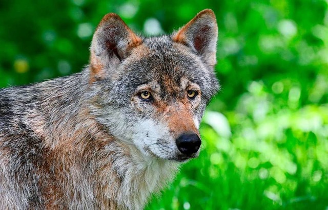 Ein Wolf (Symbolbild) ist im Sdschwarzwald heimisch geworden.  | Foto: Carsten Rehder