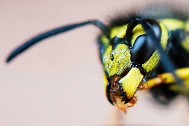 Wespen stechen in diesem Jahr in der Ortenau deutlich hufiger zu