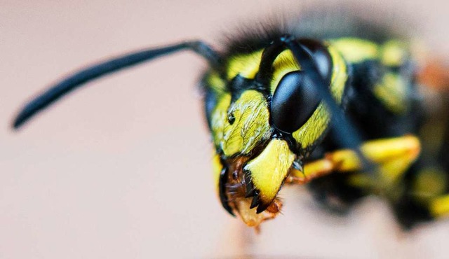 Wenn die Wespe zusticht, tut es erstmal ordentlich weh.  | Foto: Julian Stratenschulte