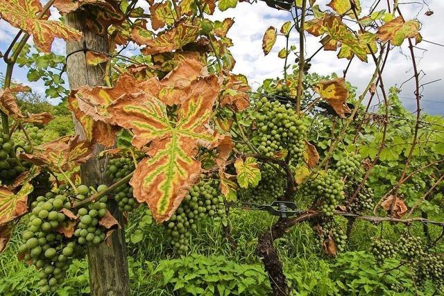 Pilzkrankheit befllt badischen Wein - Reben von Trockenheit gestresst