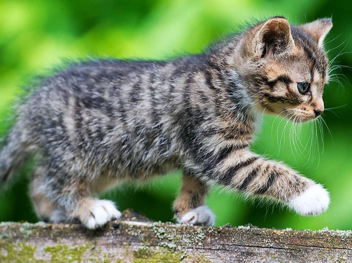 Fotos: Die schönsten Katzenfotos - Panorama - Fotogalerien - Badische