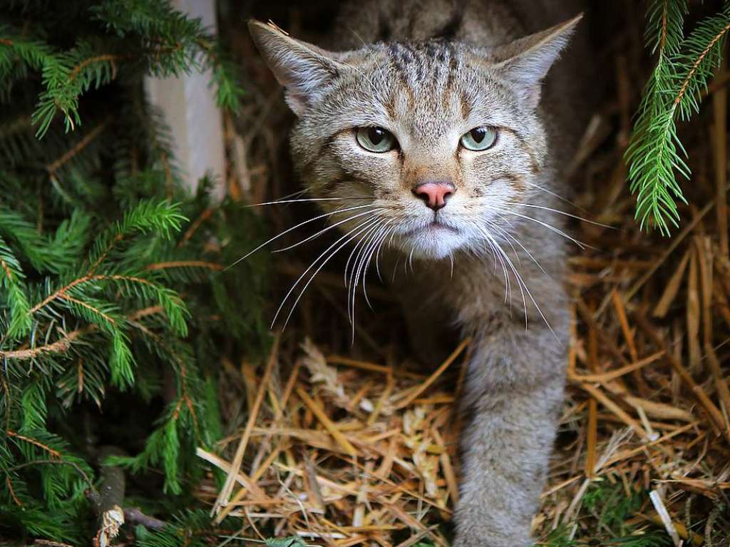 Weltkatzentag 8. August