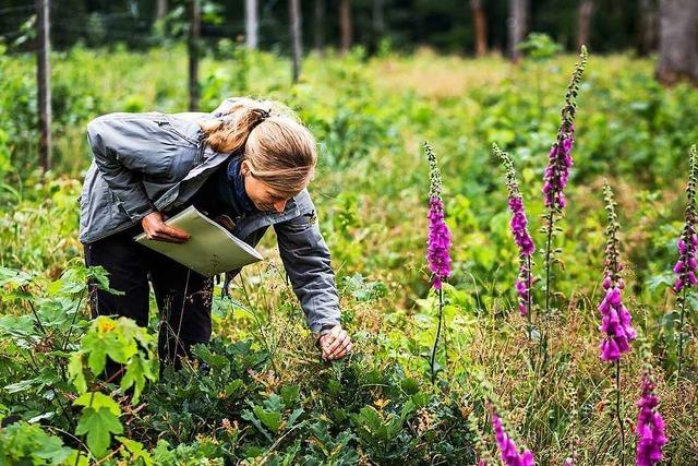 Verbissschden durch Wildtiere setzen dem Wald immer mehr zu