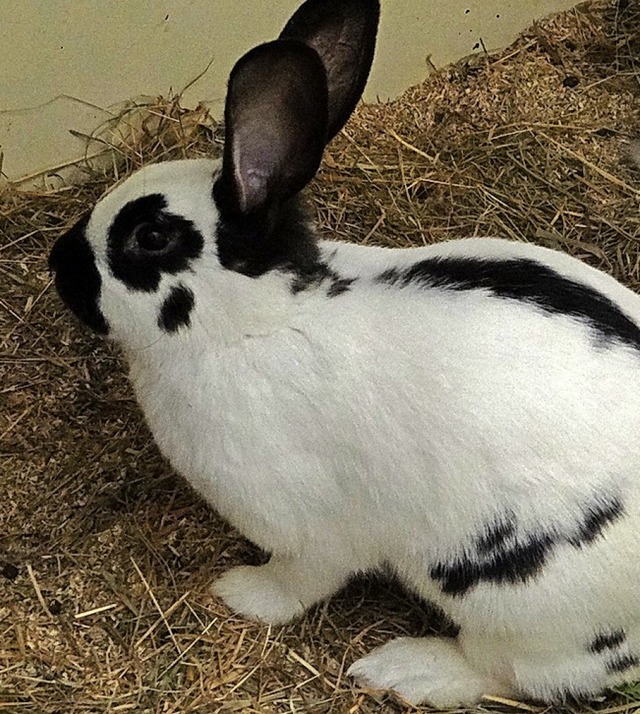 Betty ist bewegungsfreudig.  | Foto: Tierheim Lahr