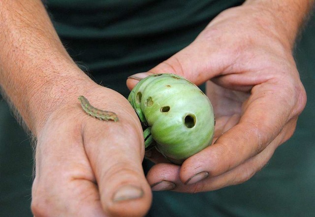 Der Baumwollkapselwurm aus Afrika zerfrisst Tomatenfrchte.  | Foto: Regine Ounas-Krusel