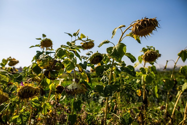 Vertrocknete Sonnenblumen stehen auf e...Krozingen und lassen die Kpfe hngen.  | Foto: Philipp von Ditfurth (dpa)