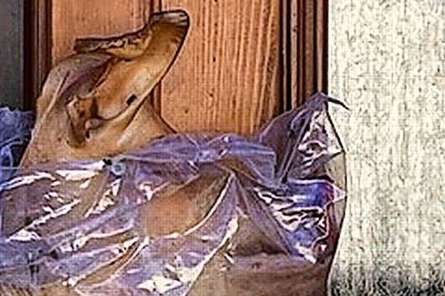 Diesen halben Schweinekopf schraubten ...an die Tr eines Kenzinger Wohnhauses.  | Foto: Privat