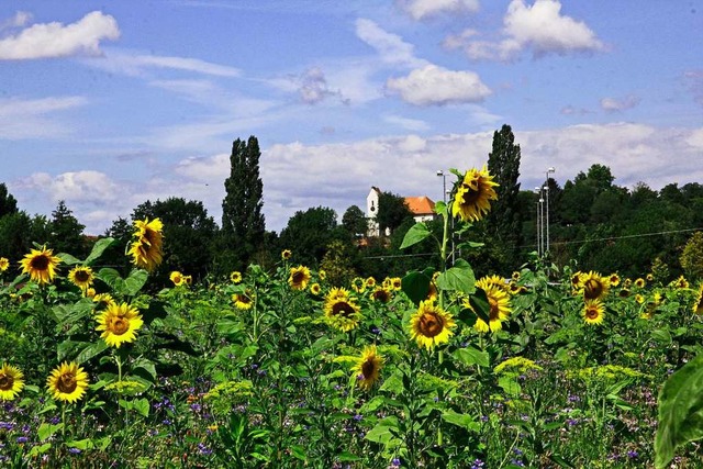 Sonnenblumen  | Foto: Max Heinke