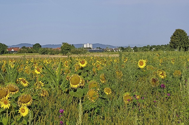   | Foto: Gerhard Walser