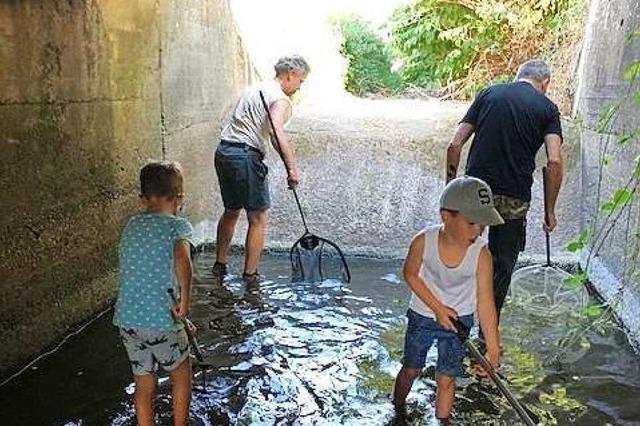 Anglerverein Heitersheim rettet 2000 Fische aus trockenem Sulzbach