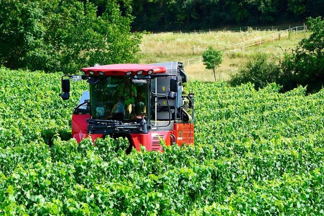 Der Traubenvollernter Grapeliner beim Einsatz im Opfinger Wicktal  | Foto: Thomas Kunz