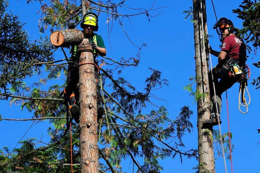 Warum Kletterschuler Kostenlos Baume Im Mullheimer Hebelpark Pflegen Mullheim Badische Zeitung