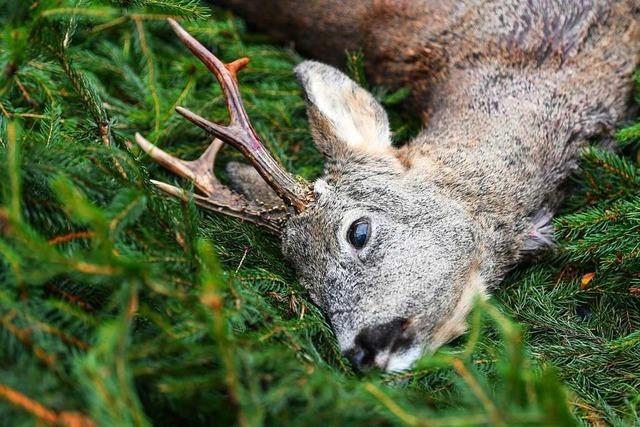 Verdacht der Jagdwilderei: In Zell wurde ein Reh erlegt