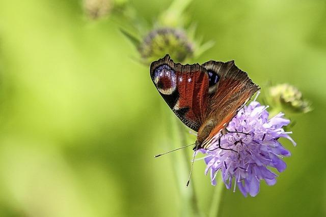 Im Naturschutzgebiet Feldberg gibt es Schmetterlinge zu entdecken
