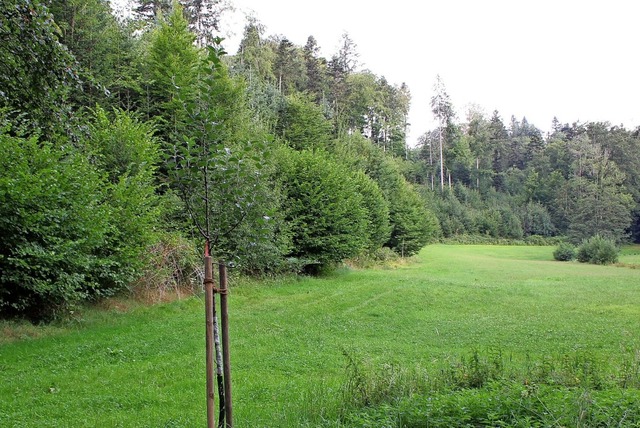 An diesem Waldrand im Bereich Dobelmat...es Stegener Waldkindergartens stehen.   | Foto: Erich Krieger