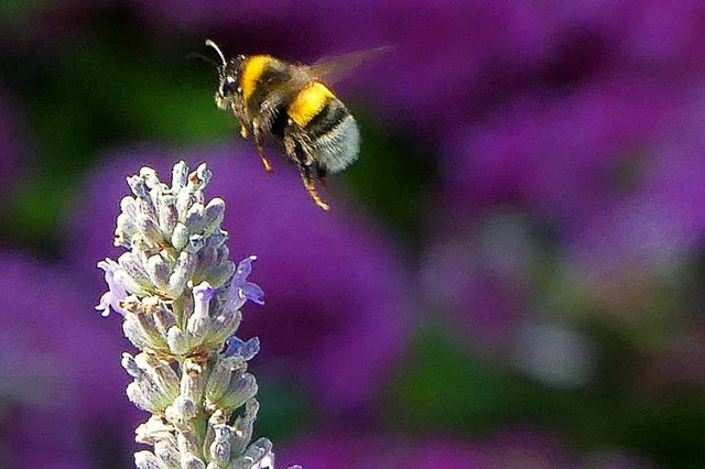 Hummel  | Foto: Dorothea Nusser-Schz