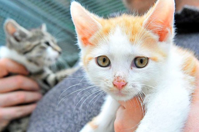 Diese Katzen wurden bei einem anderen Fall von Animal Hoarding gerettet.  | Foto: Michael Bamberger