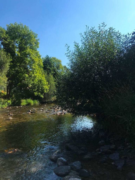 Morgenspaziergang an der Dreisam  | Foto: Josephine Bewerunge