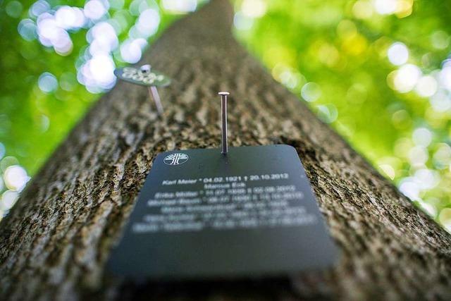 Freiburgs erster Bestattungswald könnte in Günterstal entstehen