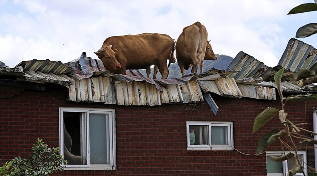 Flucht vor dem Hochwasser: Khe auf dem Dach eines Stalls in Sdkorea.  | Foto: - (dpa)