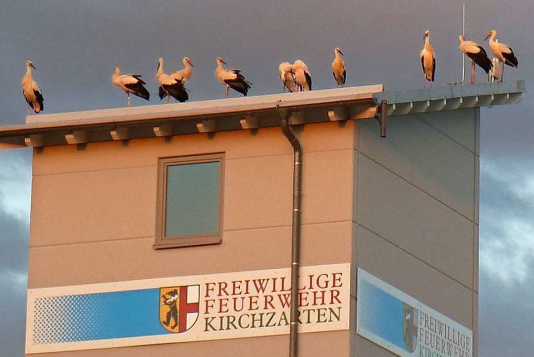 Jungstrche auf dem Feuerwehrgertehaus in Kirchzarten.  | Foto: Volker Jung