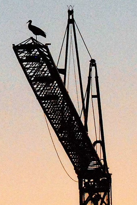 In luftiger Hhe eines Baukrans in Gun...n geniet dieser Storch die Fernsicht.  | Foto: Albert Rummler