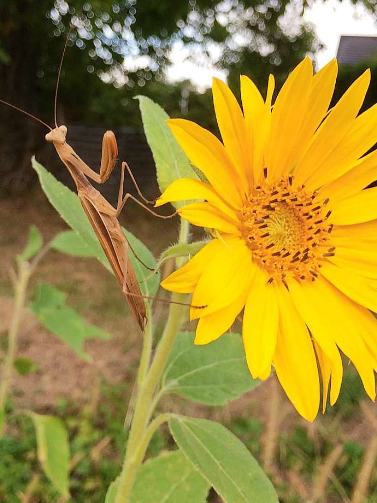 Eine Gottesanbeterin auf einer Sonnenblume, gesehen beim  Spaziergang in Obereichsel