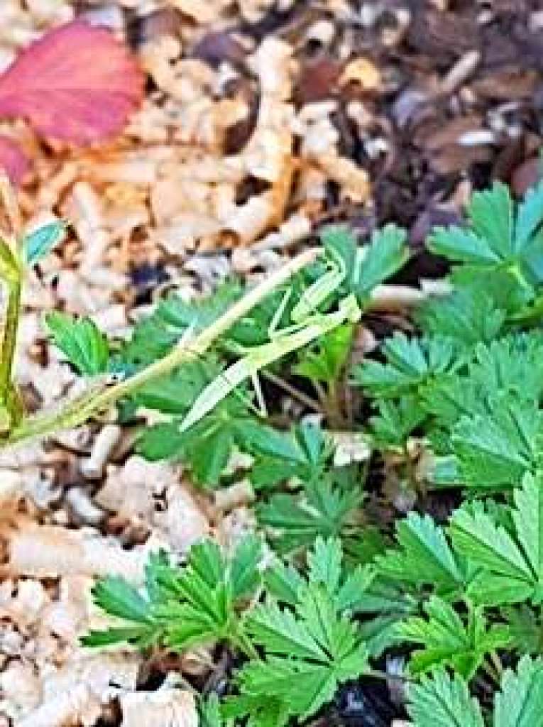 Das Foto wurde  in meinem Garten in Hgelberg aufgenommen. Dieses Jahr zieht es mich aufgrund von Corona zum Urlaub nicht in den sonnigen Sden, umso schner, dass sich einige Tiere von dort mittlerweile auch bei uns beobachten lassen.