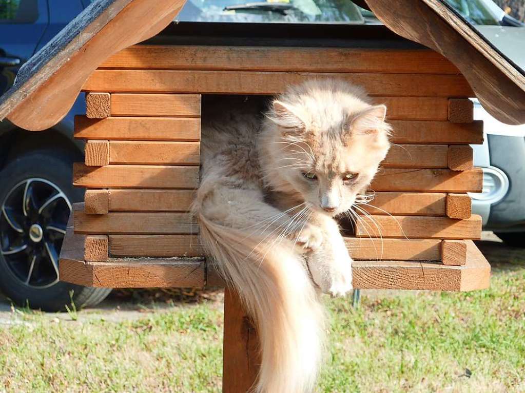 Gestern Morgen auf der Wiese vor unserem Garten – das Bild zeigt unseren Kater Matze beim "Httenurlaub" im Vogelhaus.